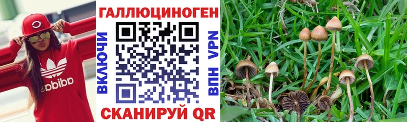 Галлюциногенные грибы Psilocybe  Егорьевск 